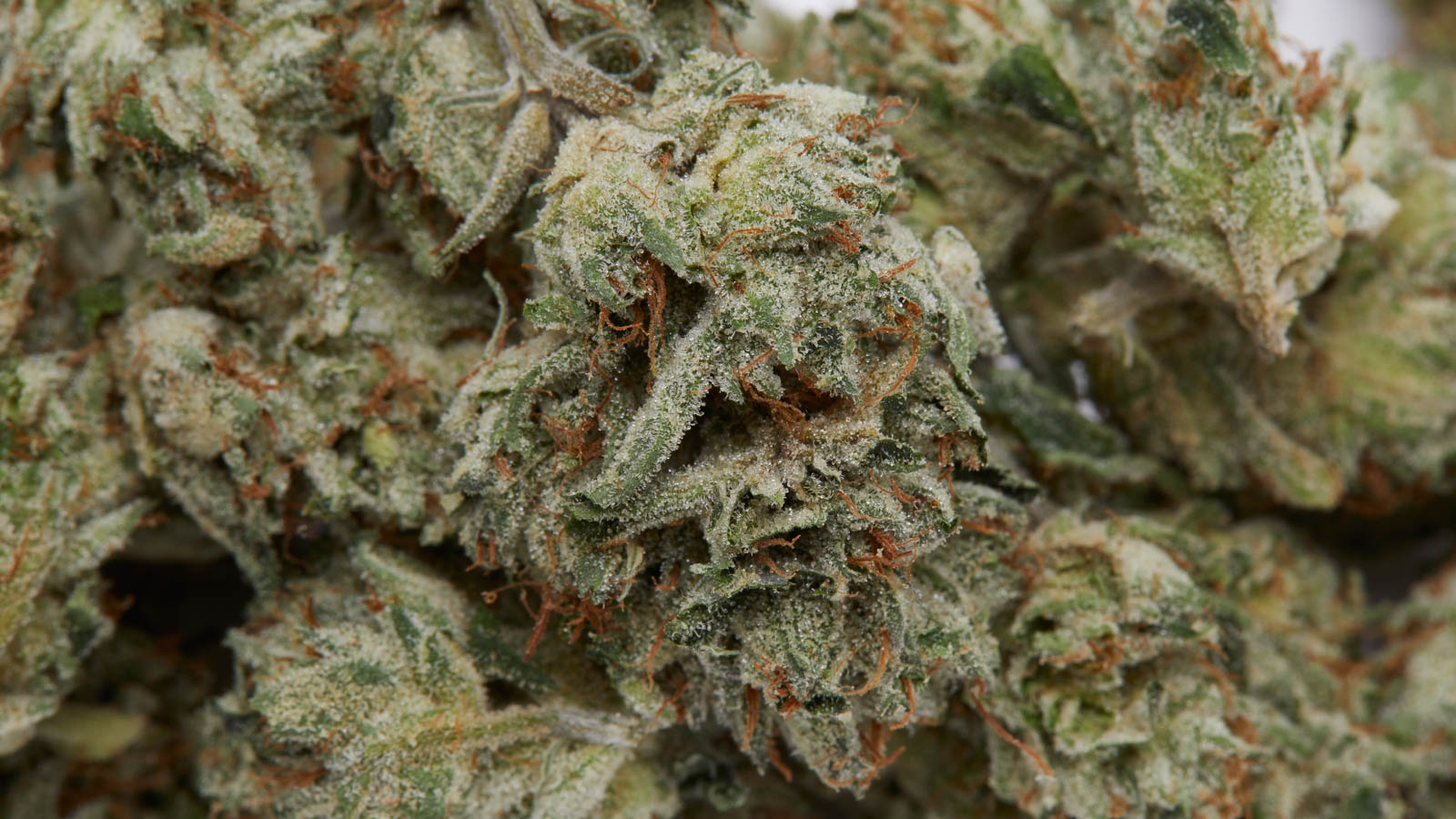 Euro Weed Clinic – Your Trusted Source to Buy THC Weed Europe Anytime