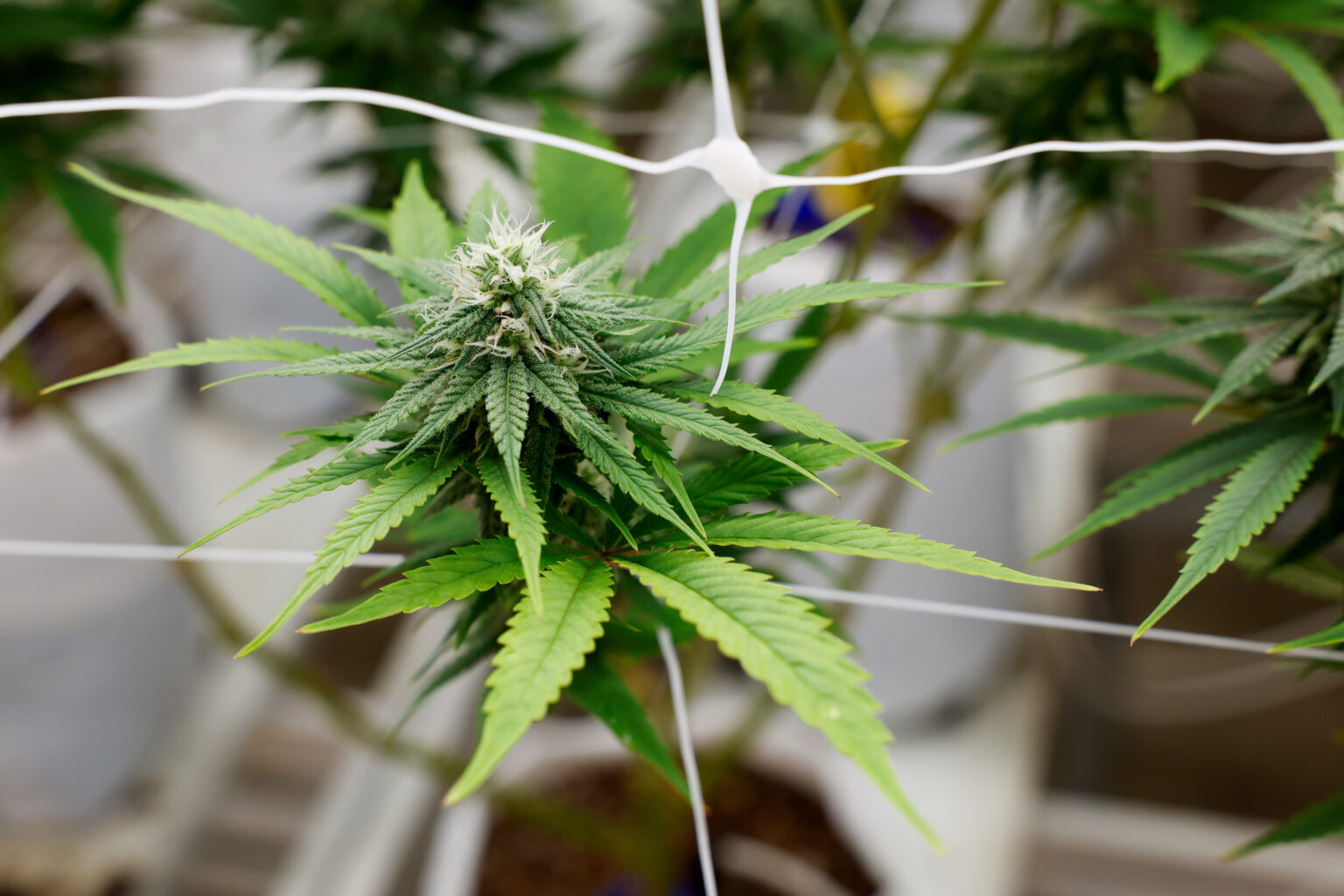 Hand-Selected CBD Kush: Ensuring the Best for Every Client