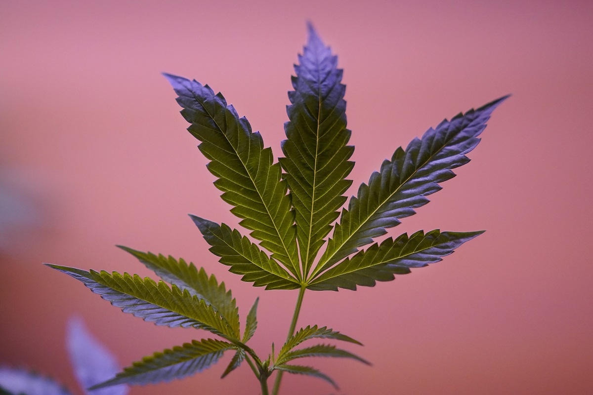 America’s Trusted 420 Store: Why We’re the Best Online Marijuana Dispensary