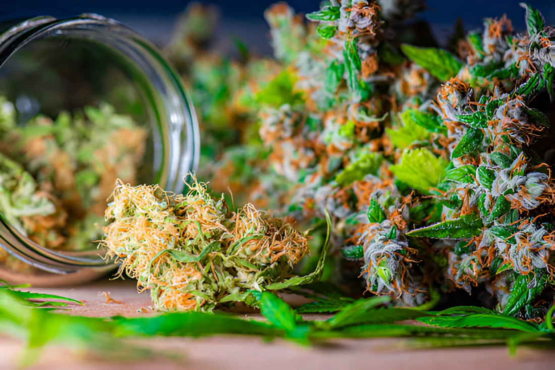 Cannabis Flower UK: Legal Information and Health Considerations