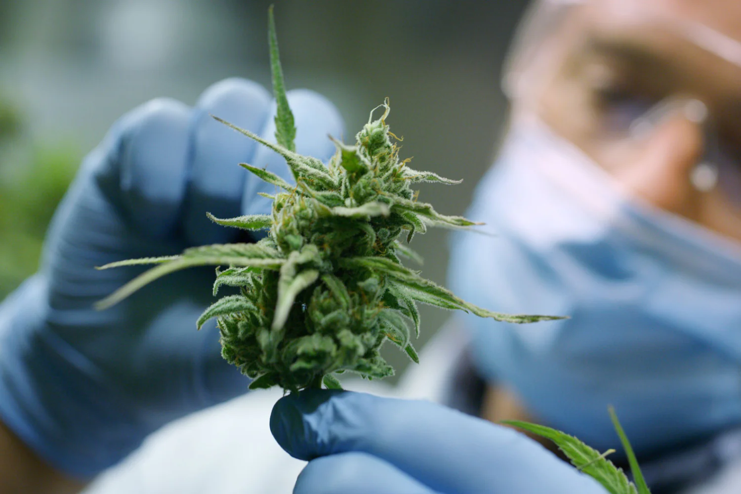 Weed Delivery Halifax Provides Flavourful Strains and Essentials to Enhance Every Session