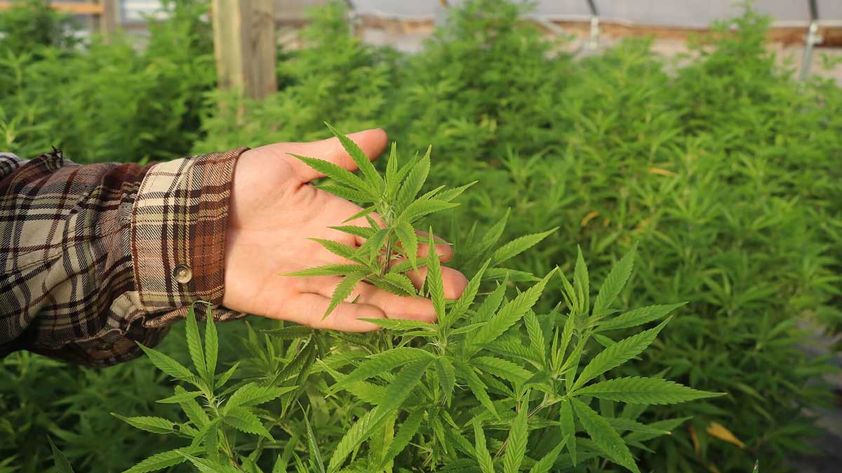 Euro Weed Clinic – Your Trusted Source to Buy THC Weed Europe Anytime